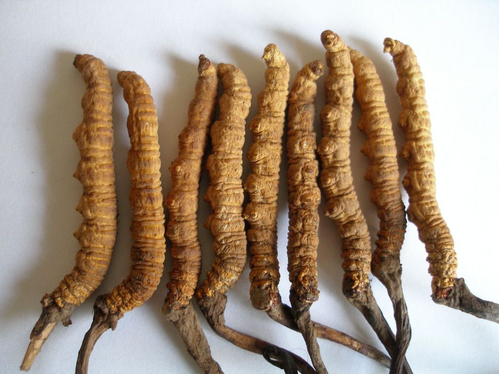 Giá nấm đông trùng hạ thảo khô dạng sợi nhập khẩu mua ở đâu rẻ uy tín tphcm?